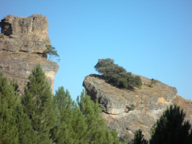 Caprichosa la naturaleza. 
Grupo de arbolillos en la pelada roca.