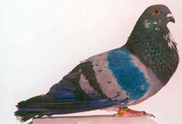 Exposición de Colombicultura - Palomo Holguero Cazorleño