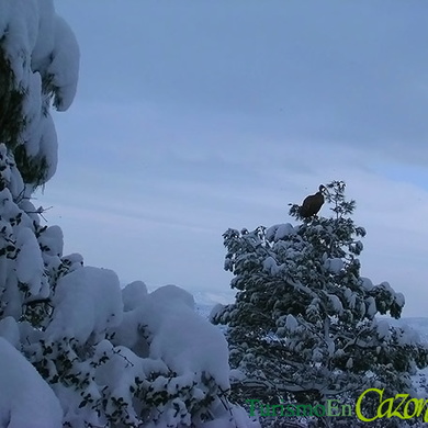 Buitre Leonado posado en un arbol nevado